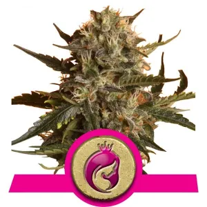 Royal Queen Seeds - Mother Gorilla (FKA Royal Madre)